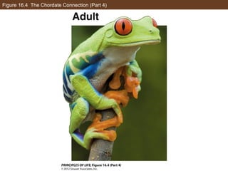 Figure 16.4 The Chordate Connection (Part 4)
 