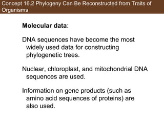 Concept 16.2 Phylogeny Can Be Reconstructed from Traits of
Organisms
Molecular data:
DNA sequences have become the most
widely used data for constructing
phylogenetic trees.
Nuclear, chloroplast, and mitochondrial DNA
sequences are used.
Information on gene products (such as
amino acid sequences of proteins) are
also used.
 