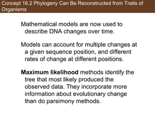 Concept 16.2 Phylogeny Can Be Reconstructed from Traits of
Organisms
Mathematical models are now used to
describe DNA changes over time.
Models can account for multiple changes at
a given sequence position, and different
rates of change at different positions.
Maximum likelihood methods identify the
tree that most likely produced the
observed data. They incorporate more
information about evolutionary change
than do parsimony methods.
 