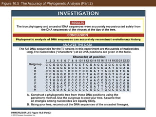 Figure 16.5 The Accuracy of Phylogenetic Analysis (Part 2)
 