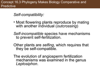 Concept 16.3 Phylogeny Makes Biology Comparative and
Predictive
Self-compatibility:
• Most flowering plants reproduce by mating
with another individual (outcrossing)
Self-incompatible species have mechanisms
to prevent self-fertilization.
Other plants are selfing, which requires that
they be self-compatible.
The evolution of angiosperm fertilization
mechanisms was examined in the genus
Leptosiphon.
 