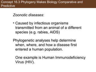 Concept 16.3 Phylogeny Makes Biology Comparative and
Predictive
Zoonotic diseases:
• Caused by infectious organisms
transmitted from an animal of a different
species (e.g. rabies, AIDS)
Phylogenetic analyses help determine
when, where, and how a disease first
entered a human population.
One example is Human Immunodeficiency
Virus (HIV).
 