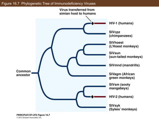Figure 16.7 Phylogenetic Tree of Immunodeficiency Viruses
 