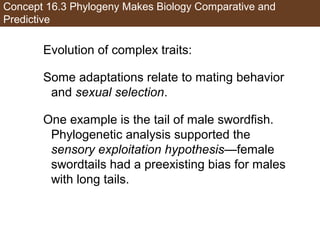 Concept 16.3 Phylogeny Makes Biology Comparative and
Predictive
Evolution of complex traits:
Some adaptations relate to mating behavior
and sexual selection.
One example is the tail of male swordfish.
Phylogenetic analysis supported the
sensory exploitation hypothesis—female
swordtails had a preexisting bias for males
with long tails.
 