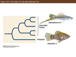 Figure 16.8 The Origin of a Sexually Selected Trait
 