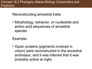 Concept 16.3 Phylogeny Makes Biology Comparative and
Predictive
Reconstructing ancestral traits:
• Morphology, behavior, or nucleotide and
amino acid sequences of ancestral
species
Example:
• Opsin proteins (pigments involved in
vision) were reconstructed in the ancestral
archosaur, and it was inferred that it was
probably active at night.
 