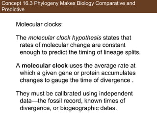 Concept 16.3 Phylogeny Makes Biology Comparative and
Predictive
Molecular clocks:
The molecular clock hypothesis states that
rates of molecular change are constant
enough to predict the timing of lineage splits.
A molecular clock uses the average rate at
which a given gene or protein accumulates
changes to gauge the time of divergence .
They must be calibrated using independent
data—the fossil record, known times of
divergence, or biogeographic dates.
 