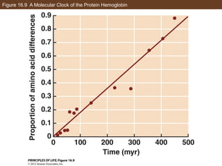 Figure 16.9 A Molecular Clock of the Protein Hemoglobin
 