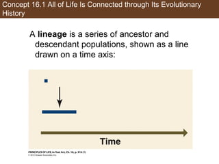 Concept 16.1 All of Life Is Connected through Its Evolutionary
History
A lineage is a series of ancestor and
descendant populations, shown as a line
drawn on a time axis:
 