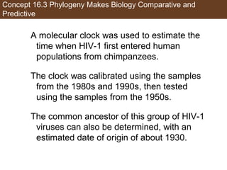 Concept 16.3 Phylogeny Makes Biology Comparative and
Predictive
A molecular clock was used to estimate the
time when HIV-1 first entered human
populations from chimpanzees.
The clock was calibrated using the samples
from the 1980s and 1990s, then tested
using the samples from the 1950s.
The common ancestor of this group of HIV-1
viruses can also be determined, with an
estimated date of origin of about 1930.
 