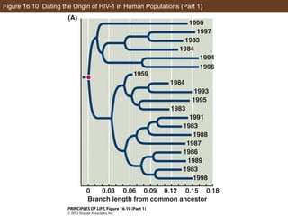 Figure 16.10 Dating the Origin of HIV-1 in Human Populations (Part 1)
 