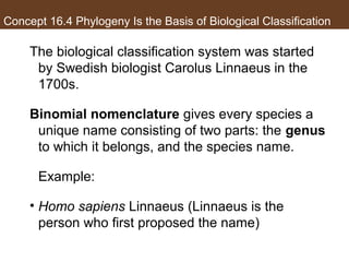 Concept 16.4 Phylogeny Is the Basis of Biological Classification
The biological classification system was started
by Swedish biologist Carolus Linnaeus in the
1700s.
Binomial nomenclature gives every species a
unique name consisting of two parts: the genus
to which it belongs, and the species name.
Example:
• Homo sapiens Linnaeus (Linnaeus is the
person who first proposed the name)
 