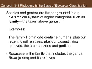 Concept 16.4 Phylogeny Is the Basis of Biological Classification
Species and genera are further grouped into a
hierarchical system of higher categories such as
family—the taxon above genus.
Examples:
• The family Hominidae contains humans, plus our
recent fossil relatives, plus our closest living
relatives, the chimpanzees and gorillas.
• Rosaceae is the family that includes the genus
Rosa (roses) and its relatives.
 