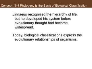 Concept 16.4 Phylogeny Is the Basis of Biological Classification
Linnaeus recognized the hierarchy of life,
but he developed his system before
evolutionary thought had become
widespread.
Today, biological classifications express the
evolutionary relationships of organisms.
 