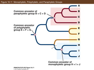 Figure 16.11 Monophyletic, Polyphyletic, and Paraphyletic Groups
 