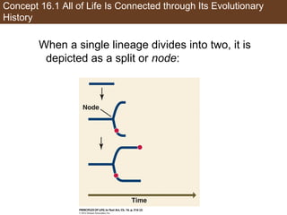 Concept 16.1 All of Life Is Connected through Its Evolutionary
History
When a single lineage divides into two, it is
depicted as a split or node:
 