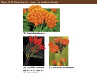 Figure 16.12 Same Common Name, Not the Same Species
 