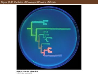 Figure 16.13 Evolution of Fluorescent Proteins of Corals
 