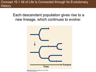 Concept 16.1 All of Life Is Connected through Its Evolutionary
History
Each descendant population gives rise to a
new lineage, which continues to evolve:
 