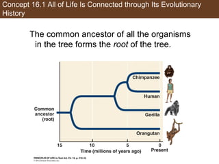 Concept 16.1 All of Life Is Connected through Its Evolutionary
History
The common ancestor of all the organisms
in the tree forms the root of the tree.
 
