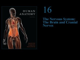 © 2012 Pearson Education, Inc. 
16 
The Nervous System: 
The Brain and Cranial 
Nerves 
PowerPoint® Lecture Presentations prepared by 
Steven Bassett 
Southeast Community College 
Lincoln, Nebraska 
 