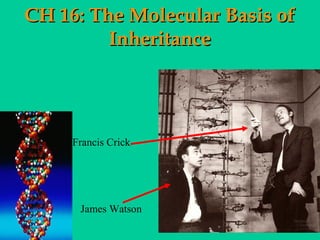 CH 16: The Molecular Basis of
Inheritance

Francis Crick

James Watson

 