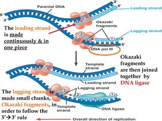 The leading strand
is made
continuously & in
one piece
Okazaki
fragments
are then joined
together by
DNA ligase
The lagging strand is
made small chunks,
Okazaki fragments, in
order to follow the
5’3’ rule

 