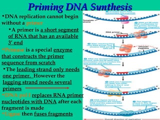 Priming DNA Synthesis

•DNA replication cannot begin
without a primer
•A primer is a short segment
of RNA that has an available
3’ end
•Primase is a special enzyme
that constructs the primer
sequence from scratch
•The leading strand only needs
one primer. However the
lagging strand needs several
primers
•DNA pol I replaces RNA primer
nucleotides with DNA after each
fragment is made
•Ligase then fuses fragments

 
