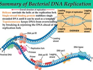 Summary of Bacterial DNA Replication
Helicase unwinds the helix at the replication fork
Single-strand binding protein stabilizes single
stranded DNA until it can be used as a template
Topoisomerase keeps DNA from overwinding
by breaking & rejoining the DNA ahead of the
replication fork

 
