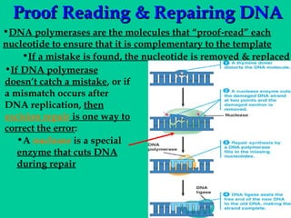 Proof Reading & Repairing DNA
•DNA polymerases are the molecules that “proof-read” each
nucleotide to ensure that it is complementary to the template
•If a mistake is found, the nucleotide is removed & replaced
•If DNA polymerase
doesn’t catch a mistake, or if
a mismatch occurs after
DNA replication, then
excision repair is one way to
correct the error:
•A nuclease is a special
enzyme that cuts DNA
during repair

 