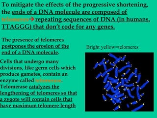 To mitigate the effects of the progressive shortening,
the ends of a DNA molecule are composed of
telomeresrepeating sequences of DNA (in humans,
TTAGGG) that don’t code for any genes.
The presence of telomeres
postpones the erosion of the
end of a DNA molecule.

Cells that undergo many
divisions, like germ cells which
produce gametes, contain an
enzyme called telomerase.
Telomerase catalyzes the
lengthening of telomeres so that
a zygote will contain cells that
have maximum telomere length

Bright yellow=telomeres

 
