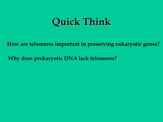 Quick Think
How are telomeres important in preserving eukaryotic genes?
Why does prokaryotic DNA lack telomeres?

 