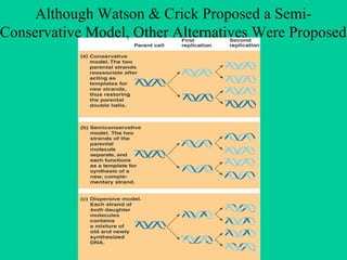 Although Watson & Crick Proposed a SemiConservative Model, Other Alternatives Were Proposed

 