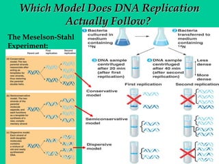 Which Model Does DNA Replication
Actually Follow?
The Meselson-Stahl
Experiment:

 