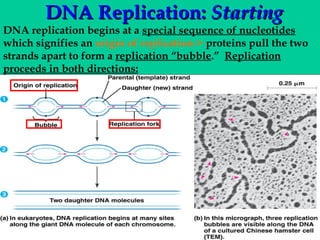 DNA Replication: Starting

DNA replication begins at a special sequence of nucleotides
which signifies an origin of replication-> proteins pull the two
strands apart to form a replication “bubble.” Replication
proceeds in both directions:

 