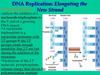 DNA Replication: Elongating the
•DNA polymerases
New Strand
catalyze the addition of a
nucleoside triphosphate to
the 3’ end of a growing
DNA strand
•A nucleoside
triphosphate is a
nucleotide monomer with
3 P groups the 3 P
groups create enough
instability that 2 P are lost
during the addition of the
monomer.
•Hydrolysis of the 2 P
molecule, pyrophosphate,
releases energy that drives the
polymerization reaction

 