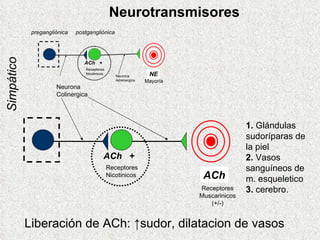 ACh 1.  Gl ándulas sudoríparas de la piel 2.  Vasos sanguíneos de m. esqueletico 3.  cerebro. Simp ático Neurotransmisores Neurona Colinergica Receptores Muscarinicos (+/-) ACh  + Receptores Nicotinicos Liberación de ACh:  ↑ sudor, dilatacion de vasos 