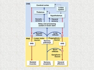 CNS Cerebral cortex Thalamus Somatic sensory Visceral sensory Limbic system Hypothalamus Relay and processing centers in brain stem Somatic reflexes Long reflexes Sensory pathways ANS Lower motor neuron Preganglionic neuron Short reflexes SNS Ganglionic neuron Skeletal muscles Sensory receptors Visceral effectors PNS 