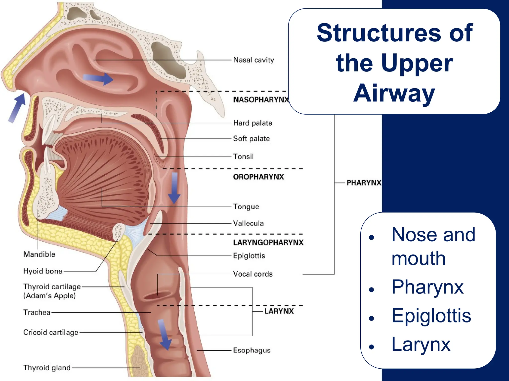 Structures of
the Upper
Airway
• Nose and
mouth
• Pharynx
• Epiglottis
• Larynx
 