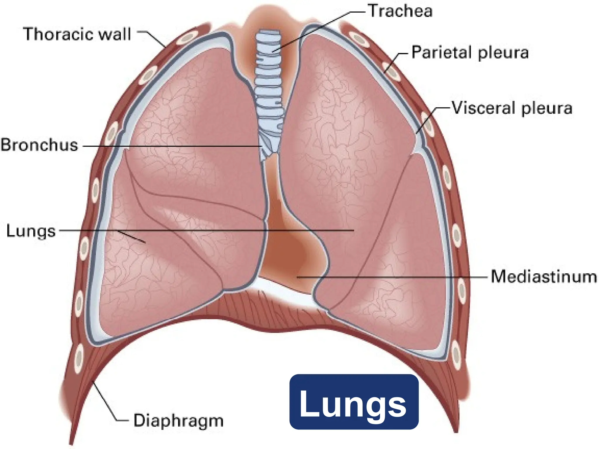 Lungs
 