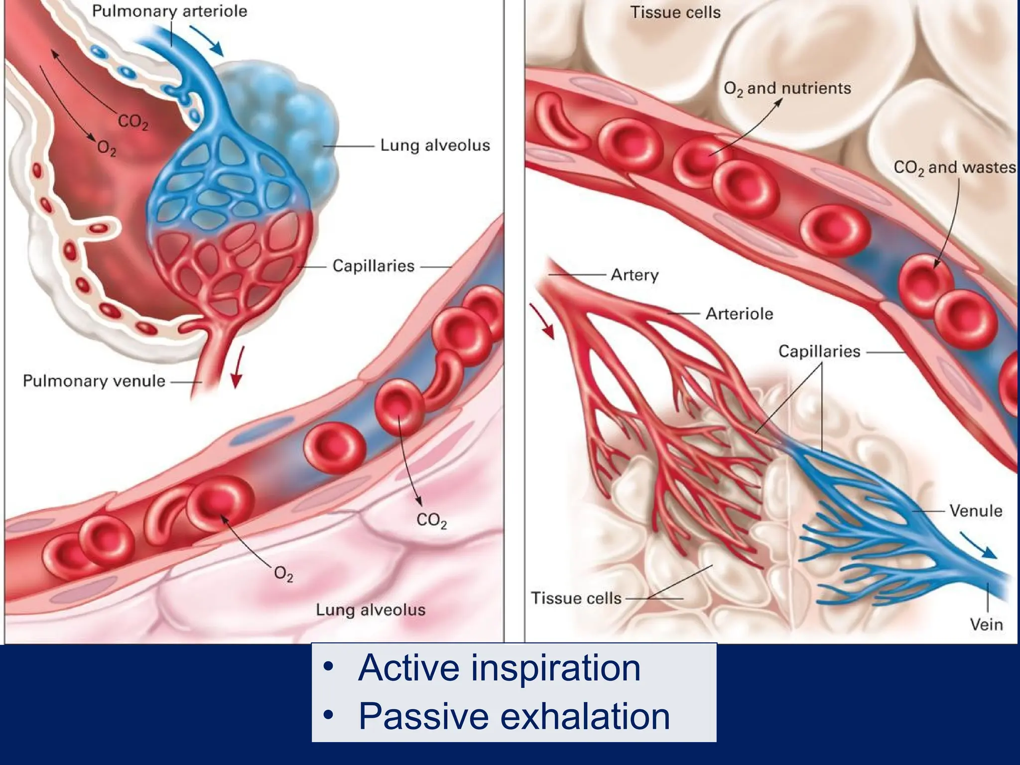 • Active inspiration
• Passive exhalation
 