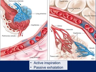 Active Exhalation Control Module Chapter 16 Respiratory Emergencies for EMT | PPT