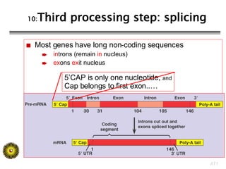 10: Third processing step: splicing ,[object Object],[object Object],[object Object],5’CAP is only one nucleotide,  and Cap belongs to first exon..… 