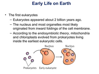 Early Life on Earth
• The first eukaryotes
– Eukaryotes appeared about 2 billion years ago.
– The nucleus and most organelles most likely
originated from inward foldings of the cell membrane.
– According to the endosymbiotic theory, mitochondria
and chloroplasts evolved from prokaryotes living
inside the earliest eukaryotic cells.
 