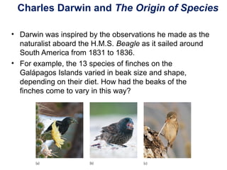 Charles Darwin and The Origin of Species
• Darwin was inspired by the observations he made as the
naturalist aboard the H.M.S. Beagle as it sailed around
South America from 1831 to 1836.
• For example, the 13 species of finches on the
Galápagos Islands varied in beak size and shape,
depending on their diet. How had the beaks of the
finches come to vary in this way?
 