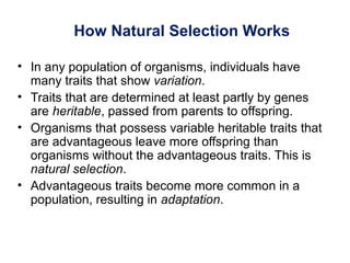 How Natural Selection Works
• In any population of organisms, individuals have
many traits that show variation.
• Traits that are determined at least partly by genes
are heritable, passed from parents to offspring.
• Organisms that possess variable heritable traits that
are advantageous leave more offspring than
organisms without the advantageous traits. This is
natural selection.
• Advantageous traits become more common in a
population, resulting in adaptation.
 