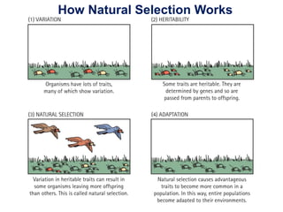 How Natural Selection Works
 