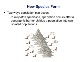 How Species Form
• Two ways speciation can occur:
– In allopatric speciation, speciation occurs after a
geographic barrier divides a population into two
isolated populations.
 