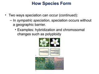 How Species Form
• Two ways speciation can occur (continued):
– In sympatric speciation, speciation occurs without
a geographic barrier.
• Examples: hybridization and chromosomal
changes such as polyploidy
 