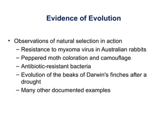 Evidence of Evolution
• Observations of natural selection in action
– Resistance to myxoma virus in Australian rabbits
– Peppered moth coloration and camouflage
– Antibiotic-resistant bacteria
– Evolution of the beaks of Darwin's finches after a
drought
– Many other documented examples
 